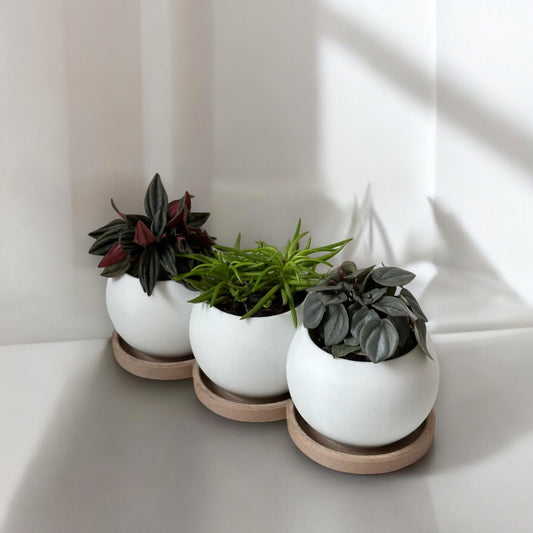 Trio Planter – Bubble-Inspired Planter with Tray for Stylish Indoor Greenery