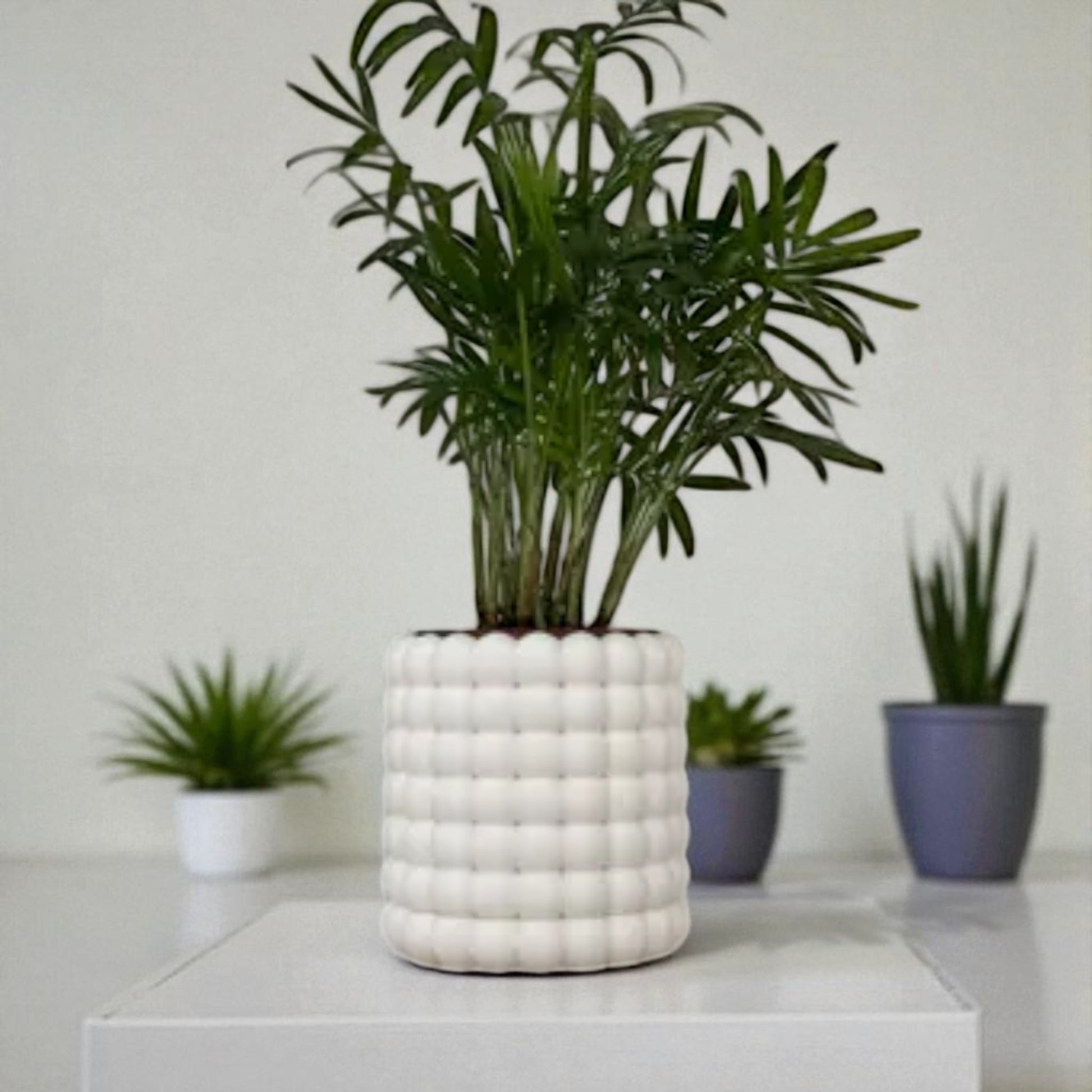 Modern black wall-mounted planter with a bubble texture design, holding a green succulent plant. Includes mounting bracket for screws or adhesive and a built-in water tray.