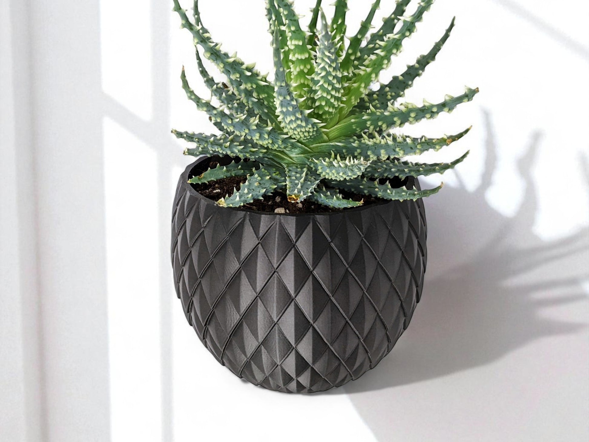 Potted plant in a textured black pot on a white background