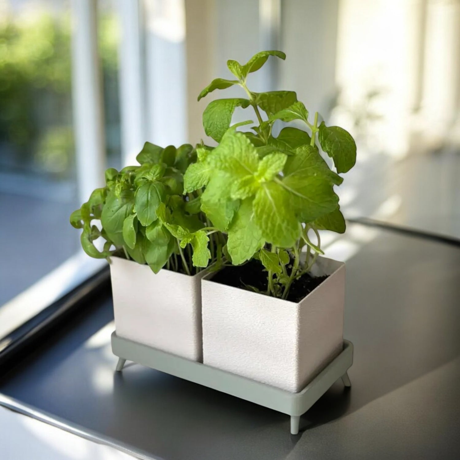 Two potted plants in a white holder on a reflective surface with a blurred background