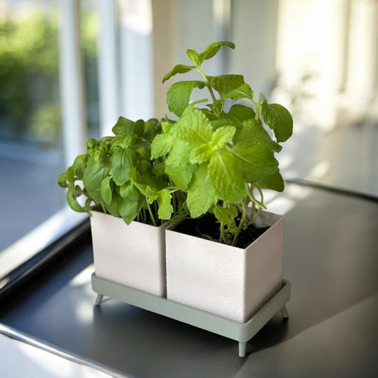 Two potted plants in a white holder on a reflective surface with a blurred background