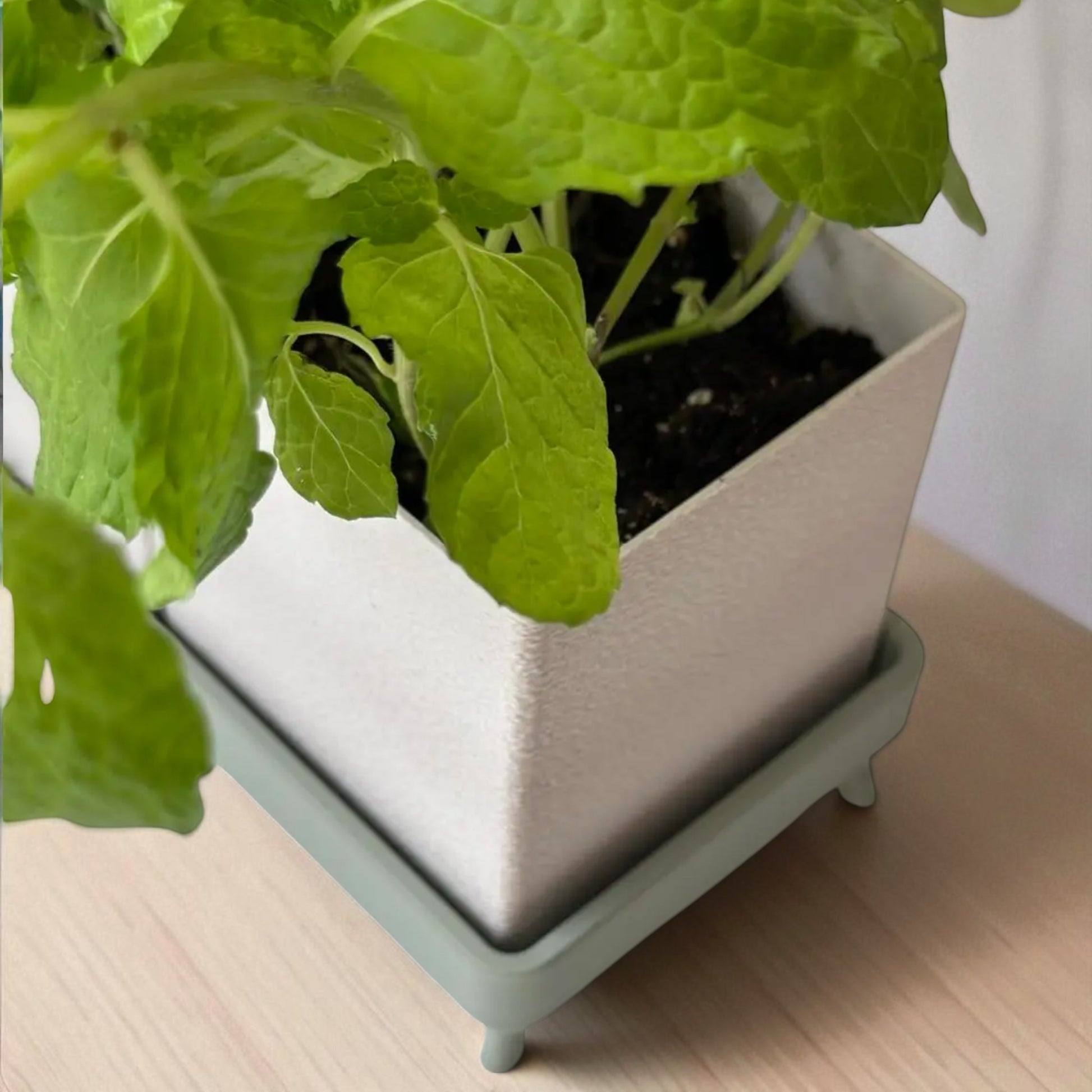 Planter a versatile planter available in a single-piece design with a tray or a twin planter set with a shared tray, both featuring trays with raised feet for stability and style, perfect for growing herbs indoors or outdoors.