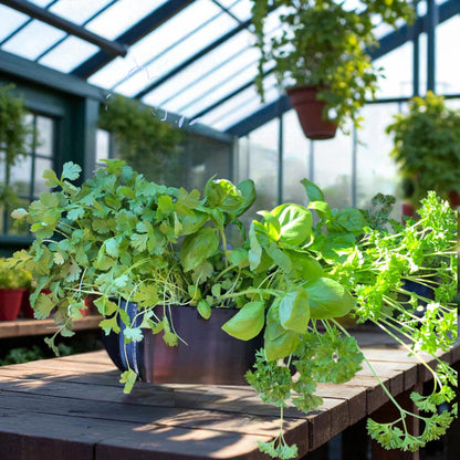 Modern rectangular wall planter with rounded corners, mounted on a wall and planted with fresh herbs like parsley, coriander, and basil. The large 3D printed planter is shown in use indoors, highlighting its sleek design and easy wall-mount installation with screws or tape