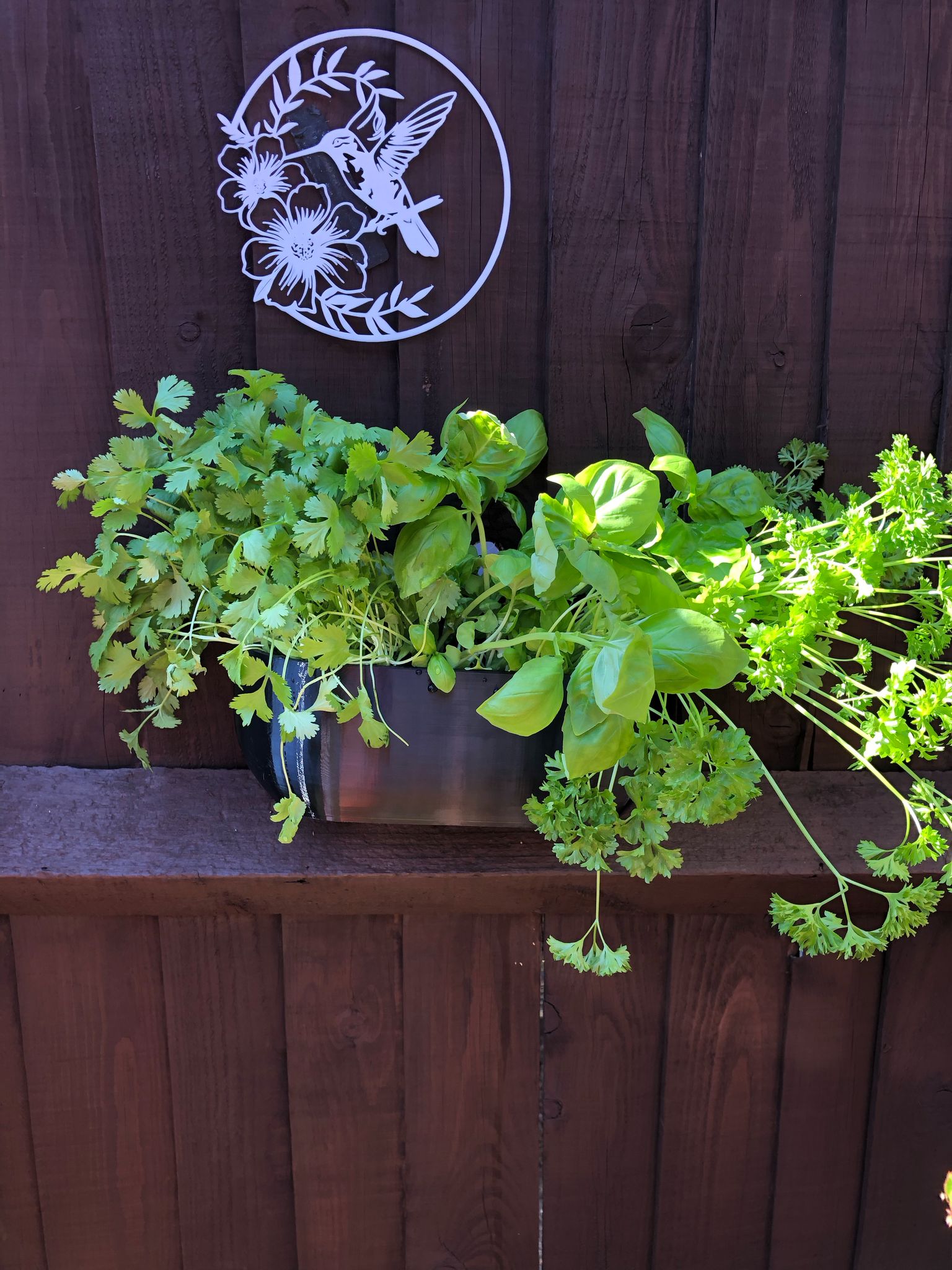 Modern rectangular wall planter with rounded corners, mounted on a wall and planted with fresh herbs like parsley, coriander, and basil. The large 3D printed planter is shown in use indoors, highlighting its sleek design and easy wall-mount installation with screws or tape
