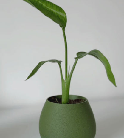 Hydro Pot Advanced Self-Watering Planter for Effortless Plant Care and Growth