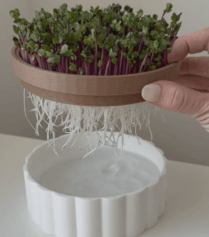HydroGrow System  Efficient Hydroponic Planter Pot for Soil-Free Plant Growth