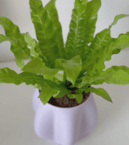 Stability Pot  Durable Planter with Secure Screw-On Tray for Effortless Plant Care